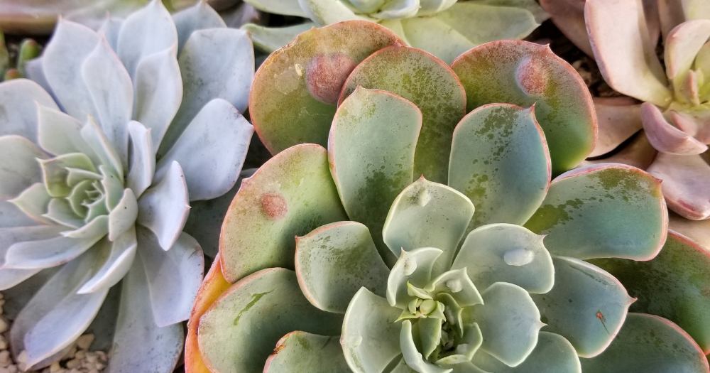 About succulents beginner mistake mistake