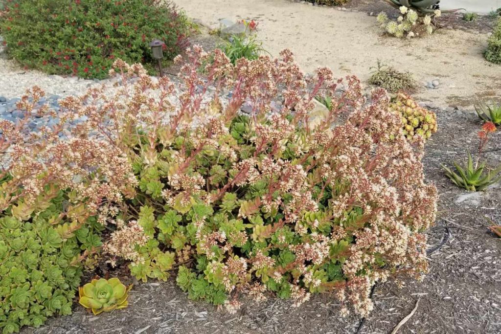 Aeonium are a low maintenance plant great for beginners aeonium