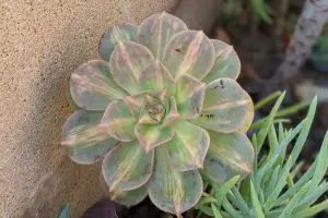 Aeonium losing leaves in the summer is normal 1