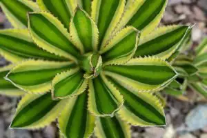 Agave fiber how to tell agave and aloe apart