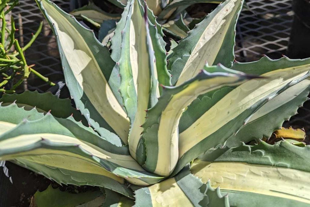 Agave varieties agave and