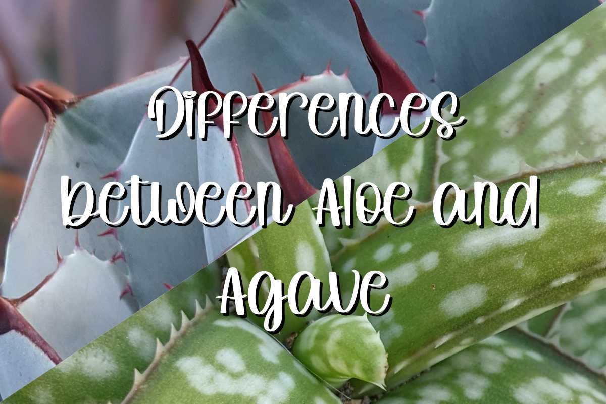 Agave vs aloe feature