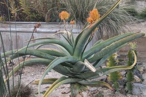 Aloe and cactus how to tell the difference