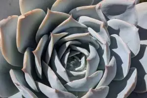 Applying diatomaceous earth on succulents