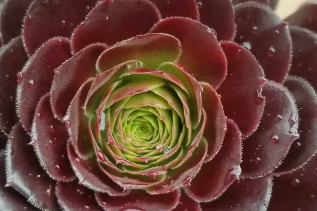 Bending is an intentionally bred characteristic aeonium