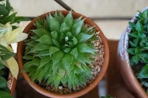 Benefits of using diatomaceous earth on succulents