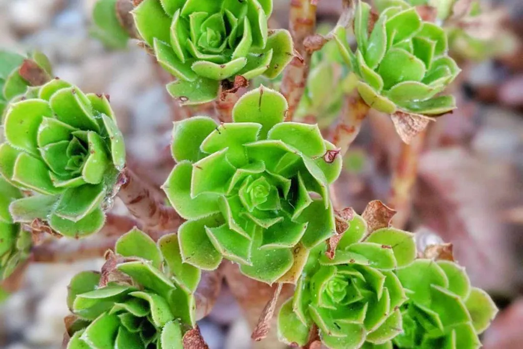 Can aeonium be grown indoors leaves