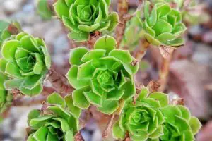 Can aeonium be grown indoors