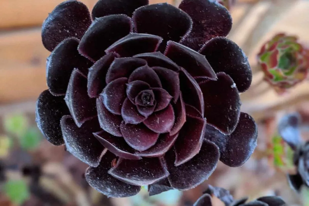 Can aeonium regrow lost leaves plant succulents