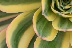 Can you use epsom salt on indoor succulents
