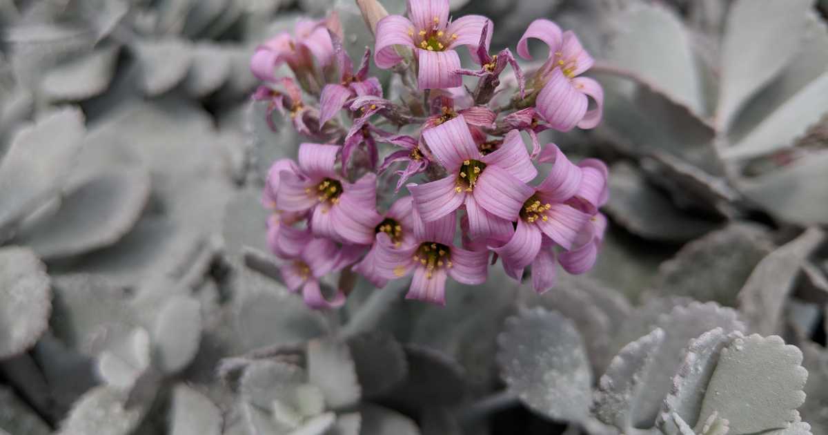 Comprehensive Guide To Kalanchoe Pumila 'Silver Flower Dust Plant'