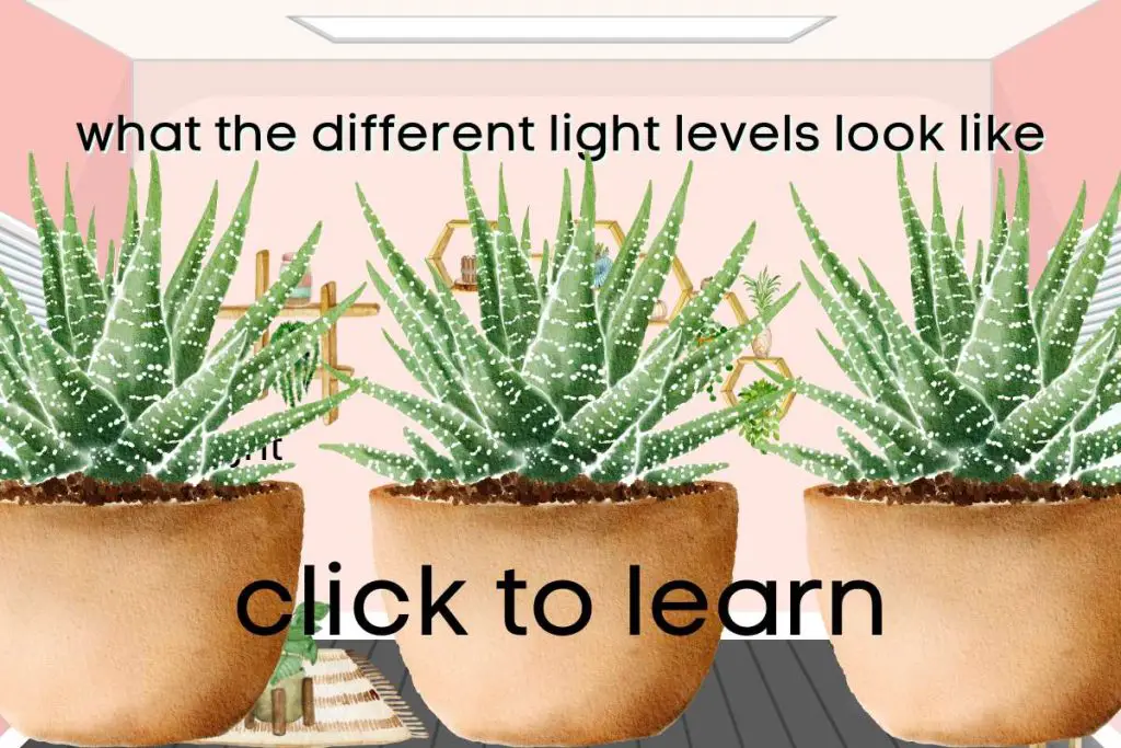Click to learn light levels succulent care succulent