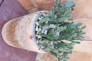 Climate type watering cacti outdoors