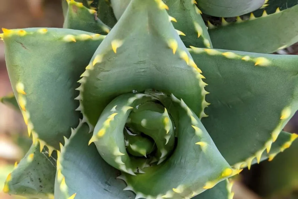 Culinary uses aloe and cactus how to tell the difference aloe and cactus