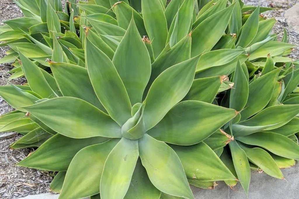 Dangers of agave how to tell agave and aloe apart agave and