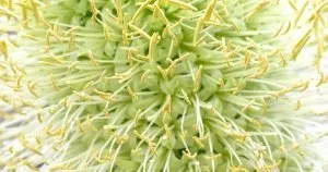 Death bloom agave americana variegata variegated century plant