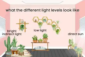 Different light levels indoor succulent care