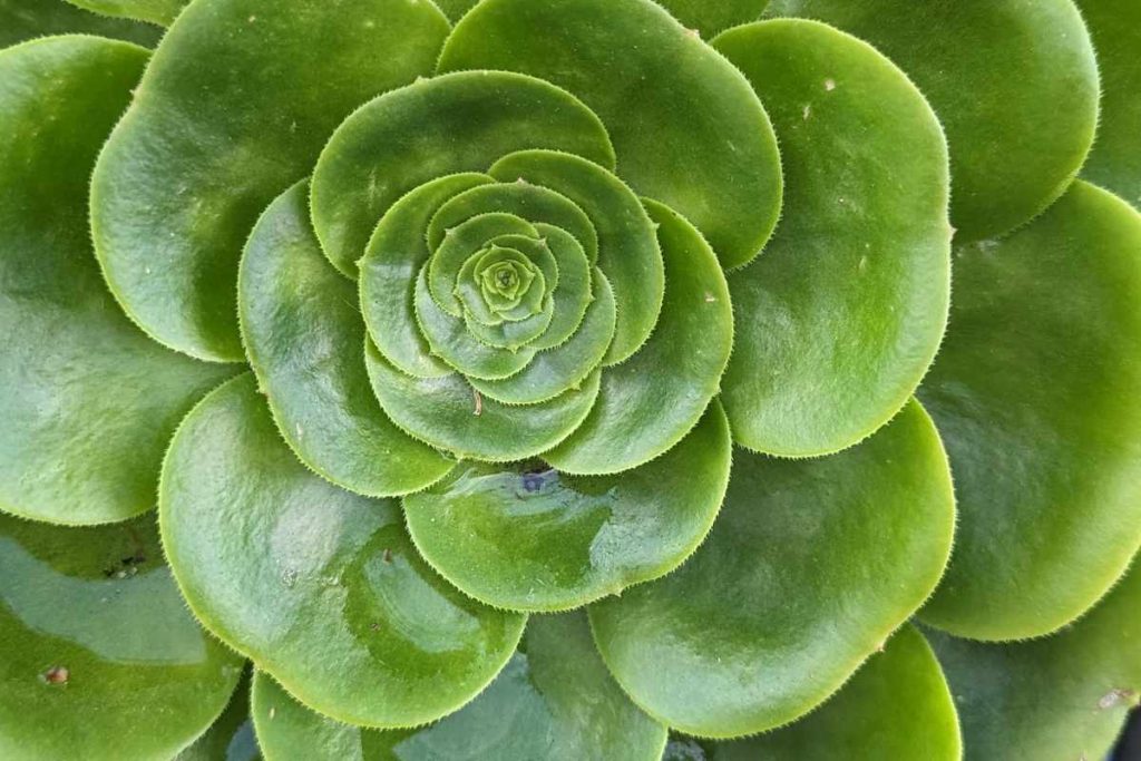 Aeonium and echeveria are both native to regions with a mild mediterranean climate.
