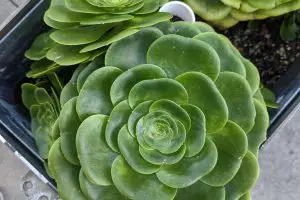 Disease is a problem that cause aeonium to lose leaves
