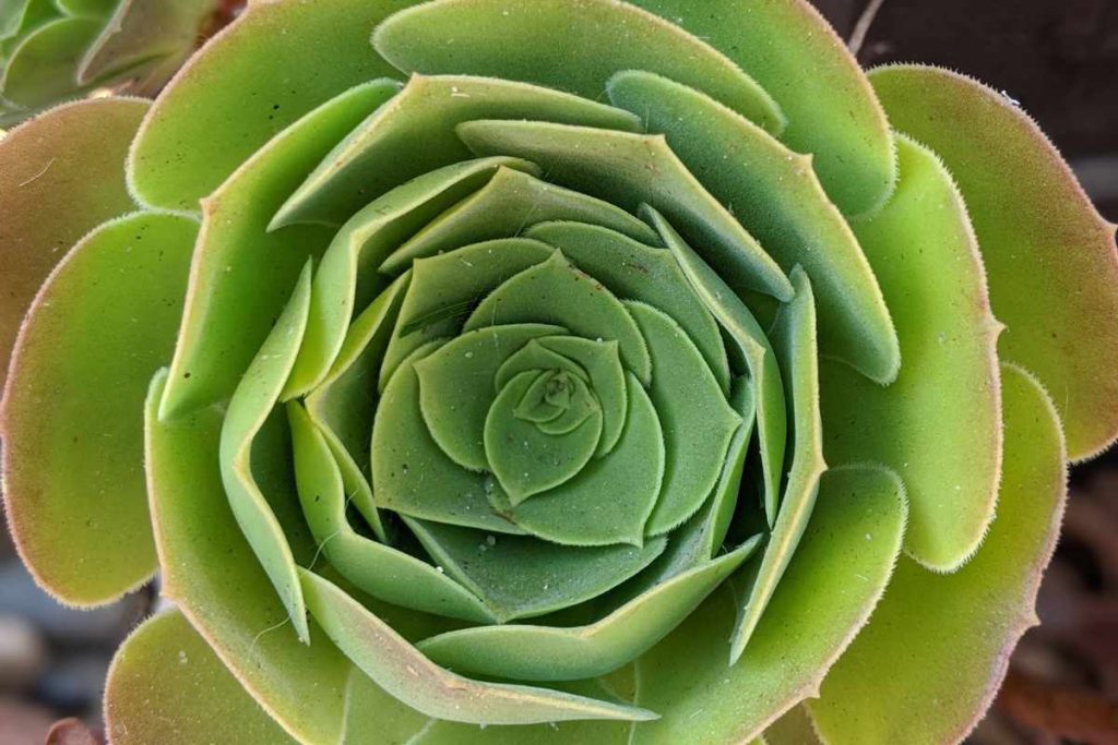 Dont let aeonium leaf loss be a problem leaves