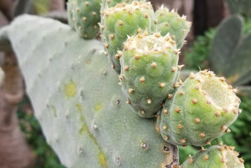 Drainage holes are a must watering cacti outdoors watering