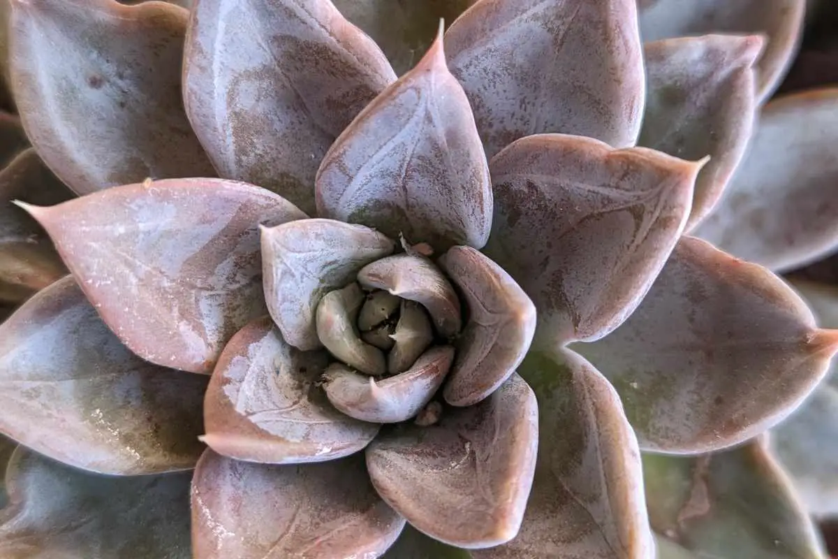 Aeonium And Echeveria: Two Gorgeous Succulents, Many Different ...