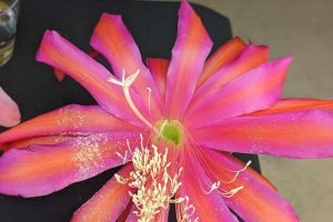 Epiphytic cacti impact on other species