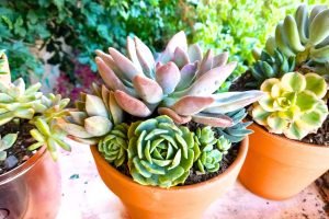 Expert tips for making the best compost tea succulent
