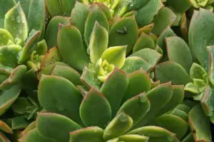 Fertilizing aeonium haworthii kiwi succulent care
