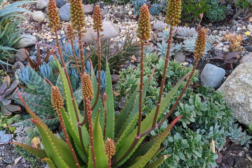 Flowering patterns how to tell agave and aloe apart agave and