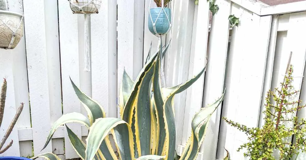 Frequency of blooms agave americana variegata variegated century plant agave americana variegata