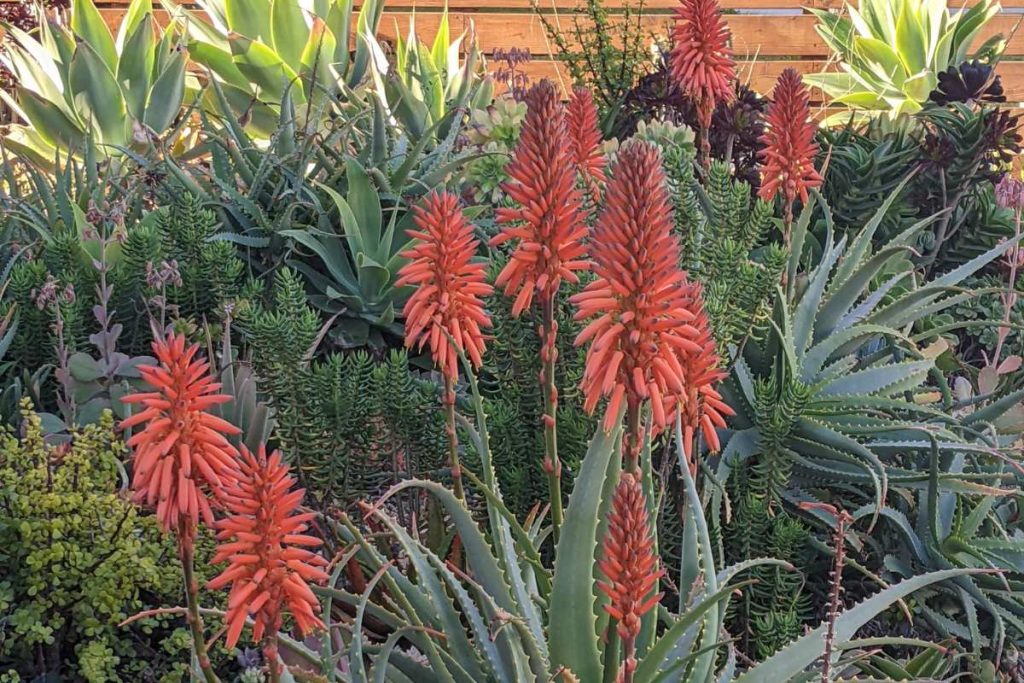 Growth habit aloe and cactus how to tell the difference aloe and cactus