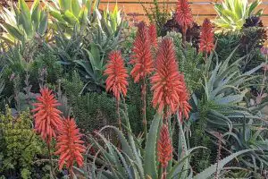 Growth habit aloe and cactus how to tell the difference