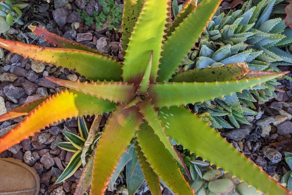 Growth habits how to tell agave and aloe apart agave and