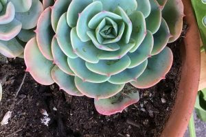 How can you fix compacted soil succulent