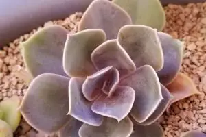 How does compacted soil affect succulents