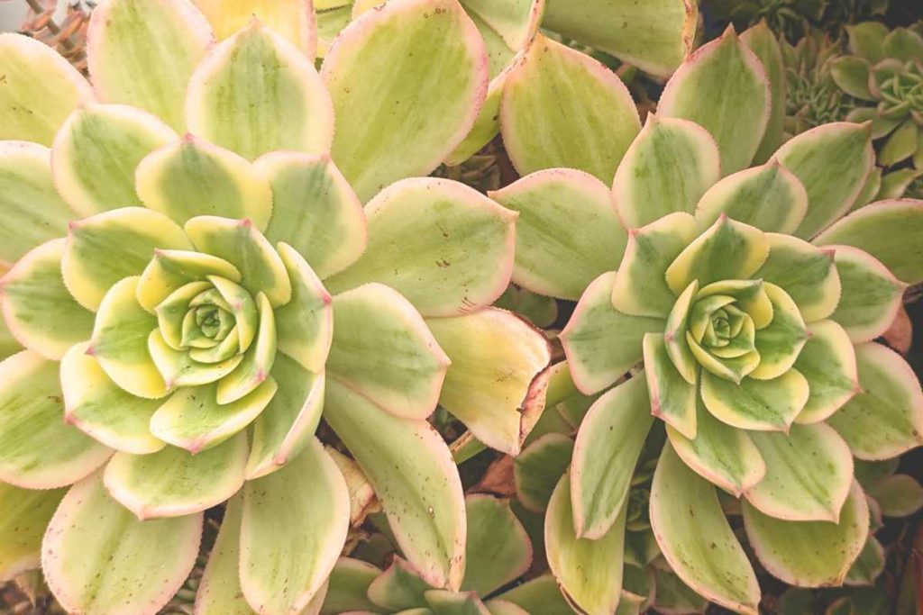 How much peroxide per gallon of water for succulents hydrogen peroxide