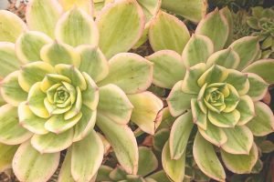 How much peroxide per gallon of water for succulents