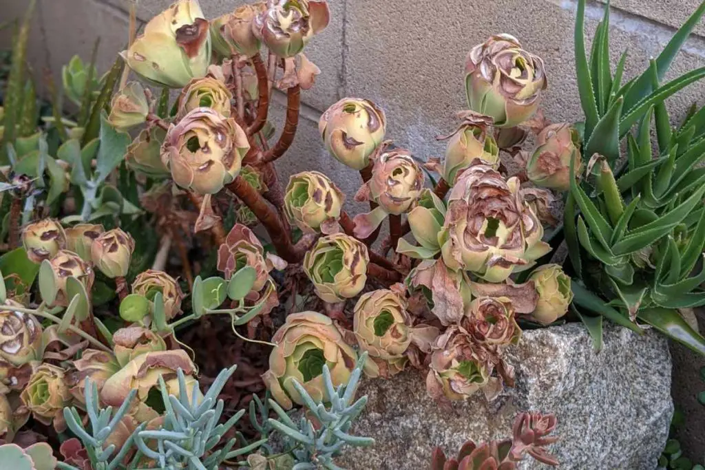 How often should aeonium be watered leaves