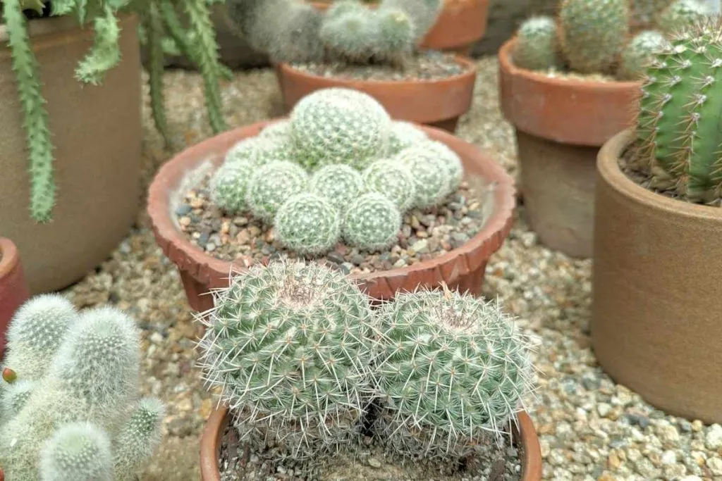 How often to water your cactus cactus need