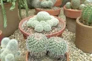 How often to water your cactus