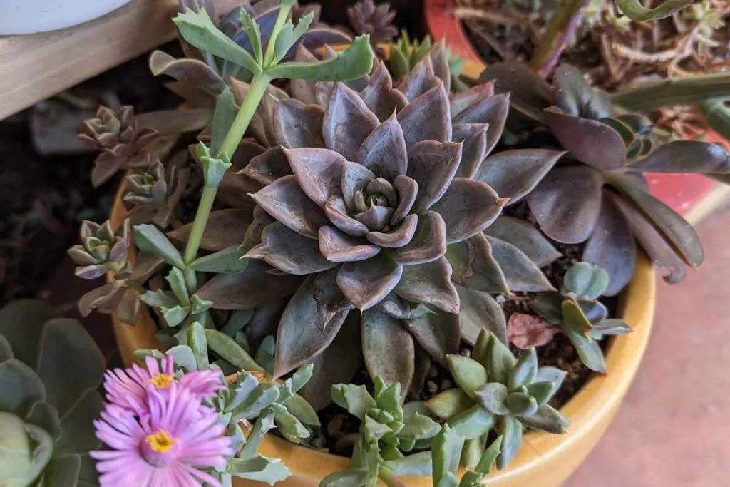 How to plant and repot echeveria silver queen plant succulents