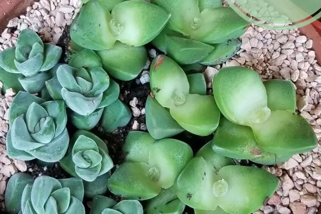 How to propagate crassula moonglow succulent moonglow