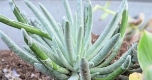 How to propagate senecio scaposus wooly senecio succulent