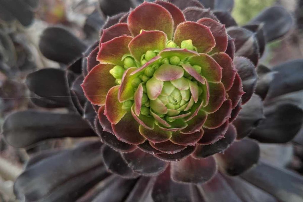 How to protect aeonium from frost aeonium