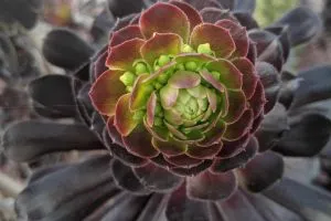 How to protect aeonium from frost