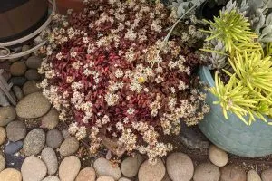 How to prune succulents feature