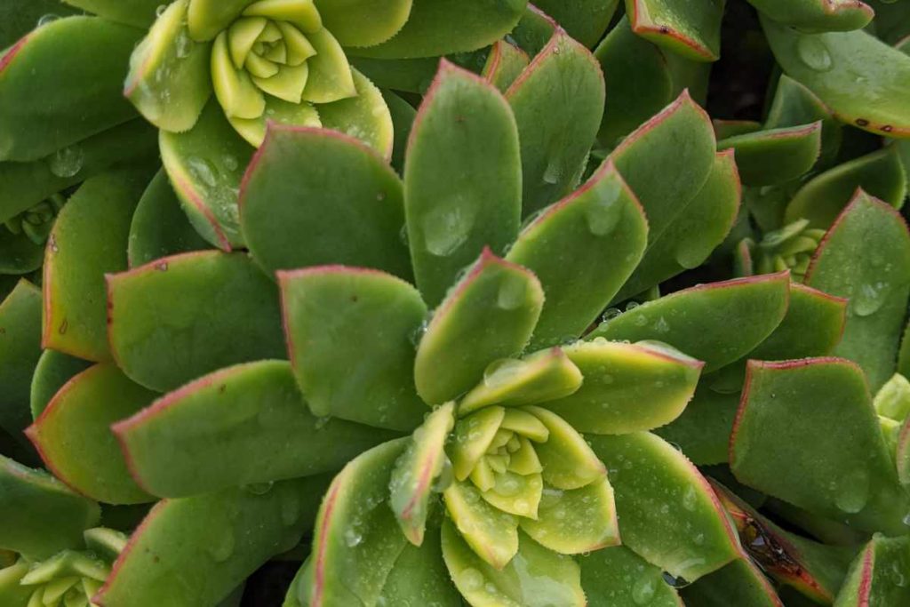 How to revive an aeonium from losing leaves leaves