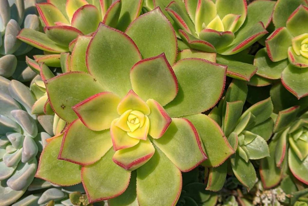 How to tell if an aeonium has a pest infestation leaves