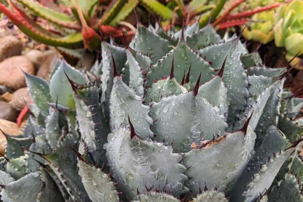 How to use diatomaceous earth on succulents diatomaceous
